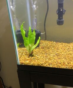 Uniclife Aquarium Air Pump Dual Outlet Fish Tank Aerator with Accessories for Up to 100 Gallon Tank 5 - 30 Gallons 34 91XB3Sg8DWL