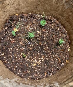 Pea Seed, Sugar Daddy Snap Pea, Heirloom, Non GMO, 20 Seeds, Perfect Peas, Country Creek Acres 18 91XMhRQtwOL