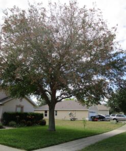 Humboldts Secret Golden Tree: Best Plant Food for Plants & Trees - All-in-One Concentrated Additive - Vegetables, Flowers, Fruits, Lawns, Roses, Tomatoes & More (16 Ounce) 16 Ounce 33 91XfpwuoxYL