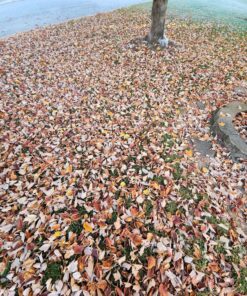 BLACK+DECKER 3-in-1 Leaf Blower, Leaf Vacuum and Mulcher, Up to 230 MPH, 12 Amp, Corded Electric (BV3600) 38 91Y1d4kI9JL