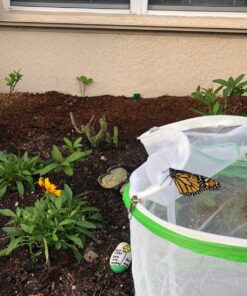 RESTCLOUD Insect and Butterfly Habitat Cage Terrarium Pop-up 12" x 14" Tall 17 91YOnf9t8ML