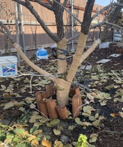 HORT Paper Tree Wrap 3" x 50' roll, Commercial Grade 8 91YTdJlsbbL
