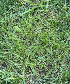 Scotts EZ Seed Patch and Repair Sun and Shade for Grass: Covers up to 225 sq. ft., 10 lb. 10 lb. 1 Pack 47 91Yrs1jC bL