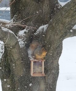 Audubon Park 12243 Critter Crunch Wild Bird and Critter Food, 15-Pounds 36 91Ys9b8kImL