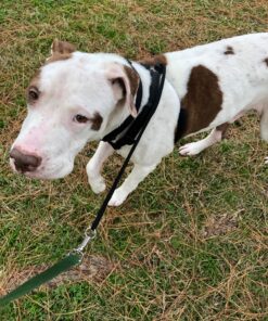 Sporn No Pull Dog Harness Large Size, Black Padded Durable Nylon Mesh Dog Harness, Breathable & Easy Dog Walking Harness for Puppy Training, Provides to All Large & Extra Large Breeds Large/XL 36 91Z2mupf2oL