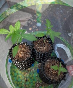 RESTCLOUD Insect and Butterfly Habitat Cage Terrarium Pop-up 12" x 14" Tall 15 91ZQ7MxC1oL