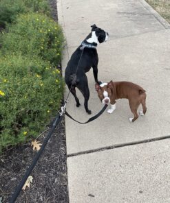 Vastar Double Dog Walker, Adjustable Heavy Duty Double Dog Leash for Pets, No Tangle Two Dogs Training Leash for Dogs up to 110 Pounds, Premium Quality Dog Leash Coupler for 2 Dogs Black 18 91ZakNmnBGL