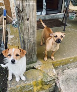 Blue Buffalo Small Breed Dog Food, Life Protection Formula, Natural Chicken & Brown Rice Flavor, Adult Dry Dog Food, 15 lb Bag 15 Pound (Pack of 1) 51 91Zg4yMxLWL