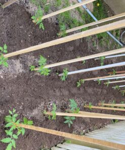 Burpee SteakHouse Hybrid Non-GMO Large Beefsteak Garden Produces Giant 3 LB Fresh Tomatoes | Vegetable Planting, 25 Seeds 56 91ZnUdB5qL