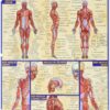 Muscular System (Quick Study Academic)
