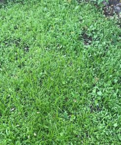 Eden Brothers Northeast Wildflower Mixed Seeds for Planting, 1/4 lb, 120,000+ Seeds with Cosmos, Candytuft, Shasta Daisy | Attracts Pollinators, Plant in Spring or Fall, Zones 3, 4, 5, 6, 7, 8, 9, 10 1/4 Pound 49 91aF7L6t7GL