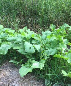 Whitetail InstituteFood Plot Seed 4 lbs (4500 sq ft) BowStand 16 91aPmjs6zkL