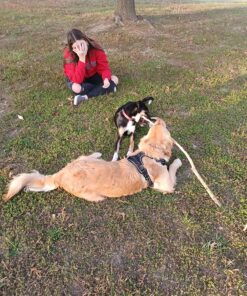 rabbitgoo Dog Harness, No-Pull Pet Harness with 2 Leash Clips, Adjustable Soft Padded Dog Vest, Reflective No-Choke Pet Oxford Vest with Easy Control Handle for Large Dogs, Black, XL X-Large 50 91aVlNT7VzL