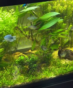 Seachem Prime Fresh and Saltwater Conditioner - Chemical Remover and Detoxifier 500 ml 39 91asKUiReYL