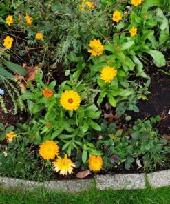 Sow Right Seeds - Flower Seed Collection - Carnation, Gayfeather, Dahlia, Morning Glory, Larkspur, Balsam, Snapdragon, Phlox, Zinnia, & Daisy - Non GMO Heirloom Seeds for Planting - 10 Packets 28 91bH10ynpiL
