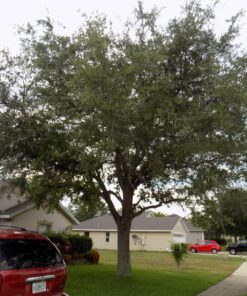 Humboldts Secret Golden Tree: Best Plant Food for Plants & Trees - All-in-One Concentrated Additive - Vegetables, Flowers, Fruits, Lawns, Roses, Tomatoes & More (16 Ounce) 16 Ounce 34 91bIyrn2l3L