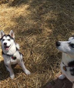 Blue Buffalo Wilderness Trail Treats High Protein Grain Free Crunchy Dog Treats Biscuits, Duck Recipe 10-oz Bag 10 Ounce (Pack of 1) 33 91bQ1qSkg0L