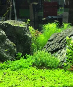 Seachem Flourish Excel 500 ml 32 91bQbCR cbL