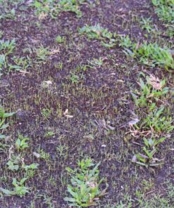 Scotts EZ Seed Patch and Repair Sun and Shade for Grass: Covers up to 225 sq. ft., 10 lb. 10 lb. 1 Pack 49 91bkkXx2yBL