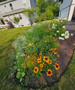 Eden Brothers All Perennial Wildflower Mixed Seeds for Planting, 1/4 lb, 120,000+ Seeds with Lupine, Shasta Daisy | Attracts Pollinators, Plant in Spring or Fall, Zones 3, 4, 5, 6, 7, 8, 9, 10 1/4 Pound 48 91bmu0we9BL