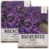 Seed Needs, Purple Rockcress Seeds - 1,000 Heirloom Seeds for Planting Aubrieta deltoidea - Perennial Flower Great for Rock Gardens, Groundcover, Attracts Pollinators (5 Packs) 2 Packs (2,000 Seeds) 49 91boQaabUaL