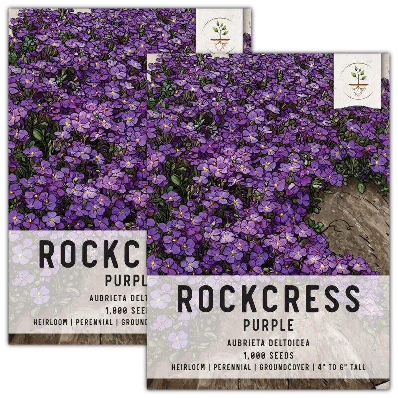 Catalog 1 Seed Needs, Purple Rockcress Seeds - 1,000 Heirloom Seeds for Planting Aubrieta deltoidea - Perennial Flower Great for Rock Gardens, Groundcover, Attracts Pollinators (5 Packs) 2 Packs (2,000 Seeds)