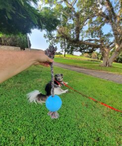 Jolly Pets Romp-n-Roll Rope and Ball Dog Toy, 4.5 Inches/Small, Blueberry for All Breed Sizes Small (4.5 in) 13 91c0WxY9kKL