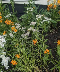 Eden Brothers All Perennial Wildflower Mixed Seeds for Planting, 1/4 lb, 120,000+ Seeds with Lupine, Shasta Daisy | Attracts Pollinators, Plant in Spring or Fall, Zones 3, 4, 5, 6, 7, 8, 9, 10 1/4 Pound 42 91c2dFojHuL