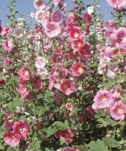 Alternative view of Outsidepride Indian Springs Hollyhock Garden Flower Climbing Vine Plant Mix - 1000 Seeds Indian Spring