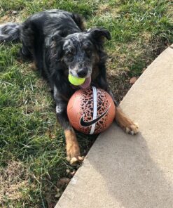 Wahl USA Deodorizing & Refreshing Pet Deodorant for Dogs - Eucalyptus & Spearmint Scent to Refresh the Skin and Coat - Model 820011A 31 91cAkZ0sTCL