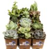 Succulent Assorted Pack- Perfect for Weddings, Party Favors, Home Gardens, and Social Events by Jiimz (15 Pack)
