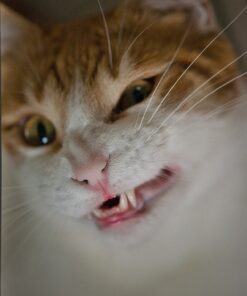 Nikon AF-S VR Micro-NIKKOR 105mm f/2.8G IF-ED Lens Lens Only 50 91cSidNCzDL