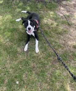 Amazing Turmeric for Dogs Curcumin Pet Antioxidant, Eliminates Joint Pain Inflammation, 120 Chews 26 91cYcv9jmpL