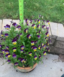 Outsidepride Viola Johnny Jump Up Wild Flowers & Ground Cover Plants - 5000 Seeds Johnny-jump Up 57 91cfEXDo8FL