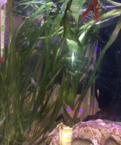 Carib Sea ACS05820 Super Natural Moonlight Sand for Aquarium, 5-Pound 5 lb 21 91cgsKSqGmL