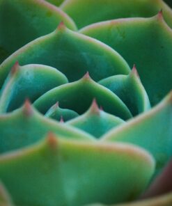 Nikon AF-S VR Micro-NIKKOR 105mm f/2.8G IF-ED Lens Lens Only 51 91cnWwTng2L