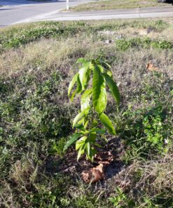 Magnesium Ribbon High Purity Lab Chemicals 1 Rolls 99.95% 25 g approx 70 ft (Original Version) 16 91cuKlGmfGL