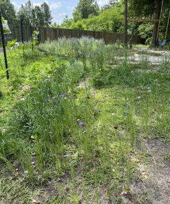 Eden Brothers Southeast Wildflower Mixed Seeds for Planting, 1 lb, 480,000+ Seeds with Cornflower, Blanket Flower | Attracts Pollinators, Plant in Spring or Fall, Zones 3, 4, 5, 6, 7, 8, 9, 10 1 Pound 38 91d4JEjiFhL
