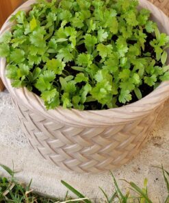 Seeds of Change 1728 Cilantro, Green 28 91d7osJumL