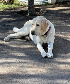 The Honest Kitchen Human Grade Dehydrated Grain Free Dog Food – Complete Meal or Dog Food Topper – Chicken 10 lb (makes 40 lbs) 10 Pound (Pack of 1) 49 91dKppYsuyL