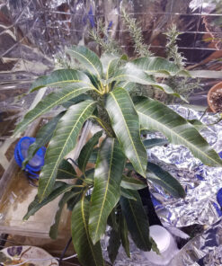 Jobe’s Organics 09226NA Granular Plant Food Fruit & Citrus, 4lbs, Brown 38 91dPSoKdtPL