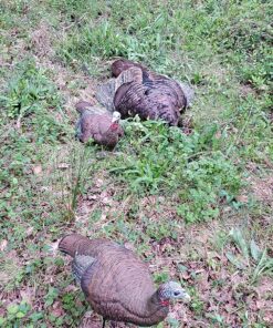 AVIAN-X LCD Breeder Hen Turkey Decoy | Durable Realistic Lifelike Collapsible Standing Hunting Decoy with Carry Bag & Stake, AVX8008 25 91dX3gFvBmL