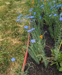 Eden Brothers All Perennial Wildflower Mixed Seeds for Planting, 1/4 lb, 120,000+ Seeds with Lupine, Shasta Daisy | Attracts Pollinators, Plant in Spring or Fall, Zones 3, 4, 5, 6, 7, 8, 9, 10 1/4 Pound 43 91dlDANbRQL