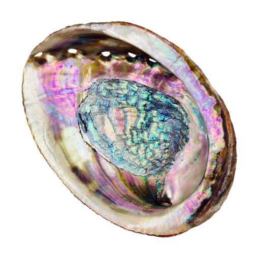 Alternative Imagination Standard Abalone Shell, 5 Inches or Larger. Perfect for Holding Incense, Trinkets, and More