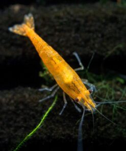 Aquatic Arts 1 Live Orange Sakura Shrimp (Neocaridina davidi) - Breeding Age Young Adults at 1/2 to 1 Inch Long 10 91dqoGRswSL