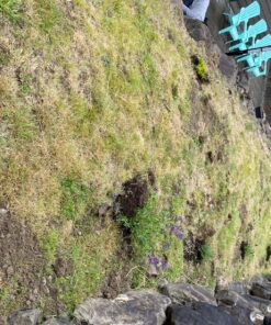 Power Planter Bulb & Bedding Black Auger Bit (3"x7") with 3/8" Non-Slip Hex Drive for Bulb Planting and Gardening Equipment for Grass and The Lawn, Mixing Paint, Earth Auger for Home Projects 24 91e0HCiZGL