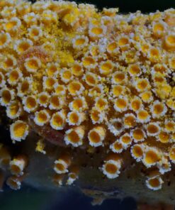 Neewer 4-Way Macro Focusing Focus Rail Slider/Close-Up Shooting for Canon Nikon, Pentax, Olympus, Sony, Samsung and Other Digital SLR Camera and DC with Standard 1/4-Inch Screw Hole 52 91e9xzqEpJL