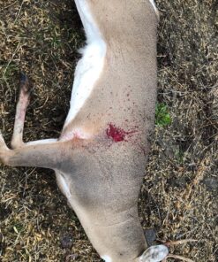 Swhacker SWH00207 #207 2 Inch Cut Broadheads Set of 3-100 Grain, Green, 2" 44 91eDcStwdBL