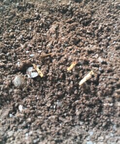 Kicking Horse Coffee, Decaf, Swiss Water Process, Dark Roast, Whole Bean, 2.2 Pound - Certified Organic, Fairtrade, Kosher Coffee, 35.2 Ounce, Decaf - Dark Roast 2.2 Pound (Pack of 1) 39 91eEZIDfo7L