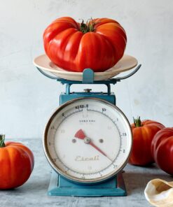 Burpee SteakHouse Hybrid Non-GMO Large Beefsteak Garden Produces Giant 3 LB Fresh Tomatoes | Vegetable Planting, 25 Seeds 35 91eIZQY9XrL